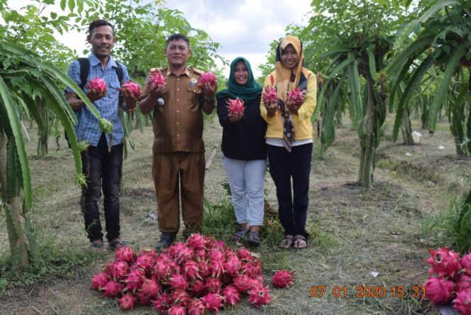 
					Camat Bolano Sudarso memanen buah naga di kebun milik Pak Dalimin.(Foto: Eli) 